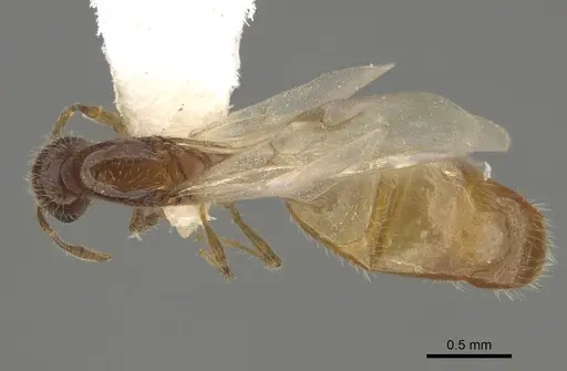 Solenopsis subterranea specimen CASENT0100082 image casent0100082_1