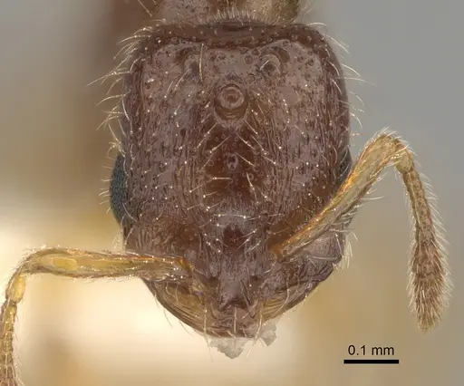 Solenopsis subterranea specimen CASENT0100082 image casent0100082_2