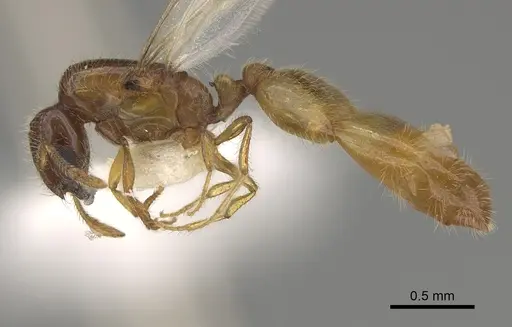 Solenopsis subterranea specimen CASENT0100082 image casent0100082_3