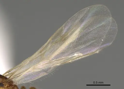 Solenopsis subterranea specimen CASENT0100082 image casent0100082_4