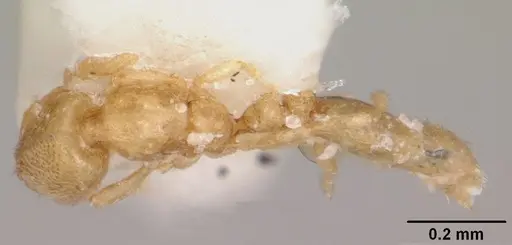 Solenopsis subterranea specimen CASENT0104887 image casent0104887_1
