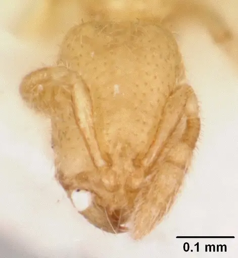 Solenopsis subterranea specimen CASENT0104887 image casent0104887_2