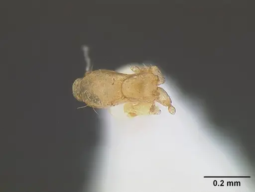 Solenopsis subterranea specimen CASENT0844189 image casent0844189_1