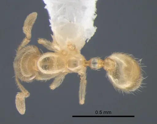 Solenopsis subterranea specimen CASENT0882123 image casent0882123_1