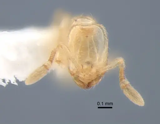 Solenopsis subterranea specimen CASENT0882123 image casent0882123_2