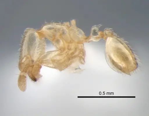 Solenopsis subterranea specimen CASENT0882123 image casent0882123_3