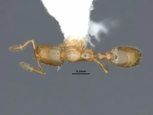 Solenopsis subterranea specimen CASENT0884280 image casent0884280_1