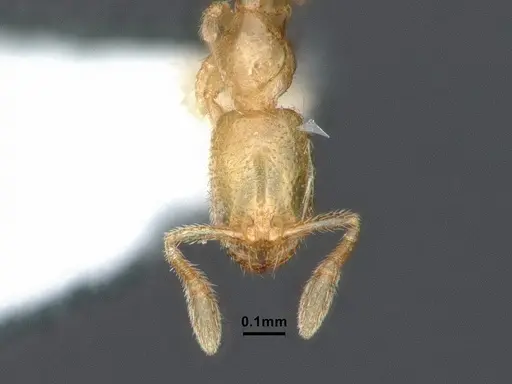 Solenopsis subterranea specimen CASENT0884280 image casent0884280_2