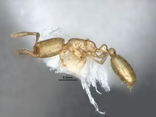 Solenopsis subterranea specimen CASENT0884280 image casent0884280_3