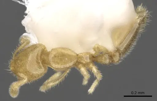 Solenopsis subterranea specimen CASENT0902337 image casent0902337_1