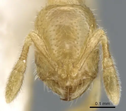 Solenopsis subterranea specimen CASENT0902337 image casent0902337_2