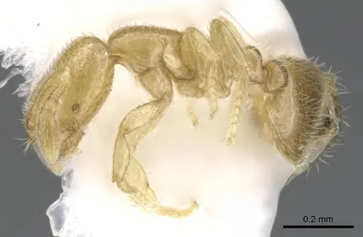 Solenopsis subterranea specimen CASENT0902337 image casent0902337_3