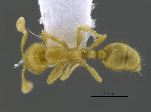 Solenopsis subterranea specimen CBUMAGENT42043 image cbumagent42043_1