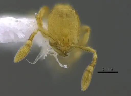 Solenopsis subterranea specimen CBUMAGENT42043 image cbumagent42043_2