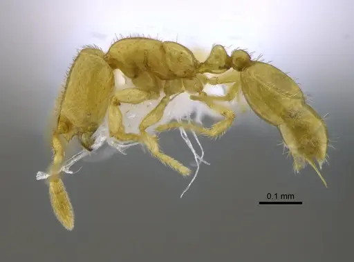 Solenopsis subterranea specimen CBUMAGENT42043 image cbumagent42043_3