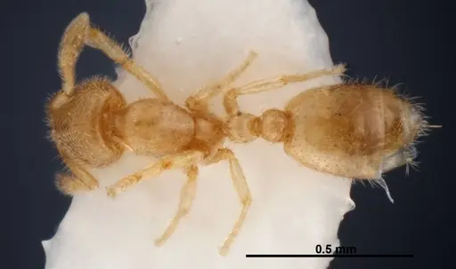 Solenopsis subterranea specimen FMNHINS0000049900 image fmnhins0000049900_1
