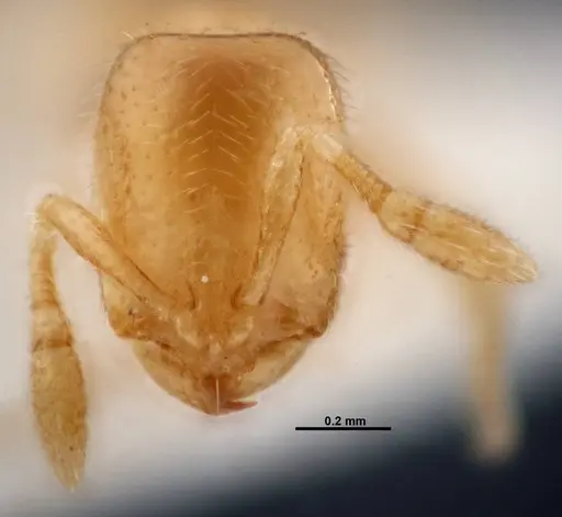 Solenopsis subterranea specimen FMNHINS0000049900 image fmnhins0000049900_2