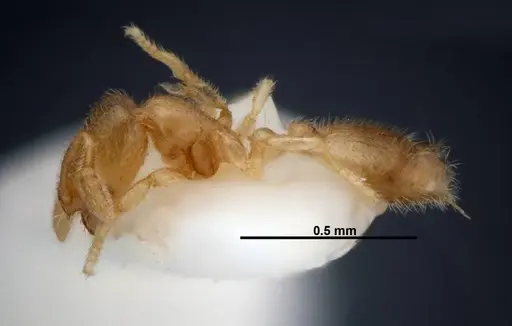Solenopsis subterranea specimen FMNHINS0000049900 image fmnhins0000049900_3