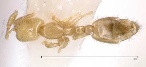 Solenopsis subterranea specimen FOCOL0641-1 image focol0641-1_1