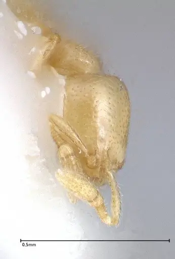 Solenopsis subterranea specimen FOCOL0641-1 image focol0641-1_2