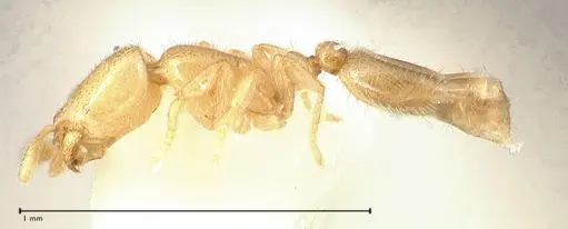 Solenopsis subterranea specimen FOCOL0641-1 image focol0641-1_3