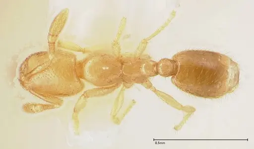 Solenopsis subterranea specimen FOCOL0641-2 image focol0641-2_1