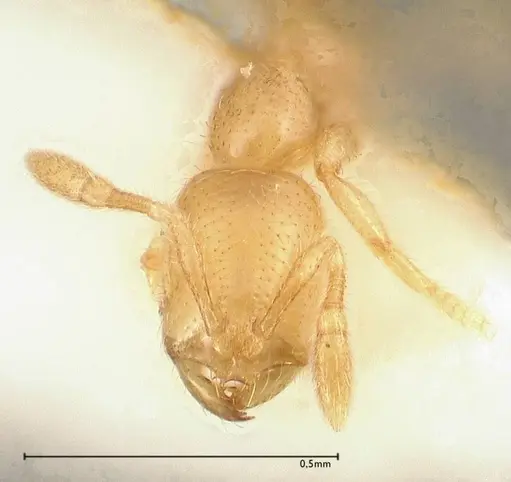 Solenopsis subterranea specimen FOCOL0641-2 image focol0641-2_2