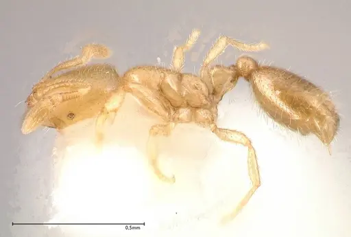 Solenopsis subterranea specimen FOCOL0641-2 image focol0641-2_3