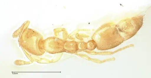 Solenopsis subterranea specimen FOCOL0641-3 image focol0641-3_1