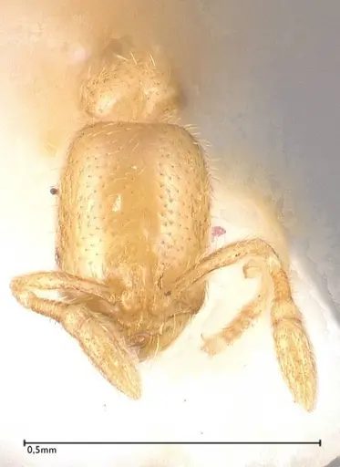 Solenopsis subterranea specimen FOCOL0641-3 image focol0641-3_2