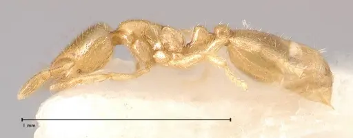 Solenopsis subterranea specimen FOCOL0641-3 image focol0641-3_3