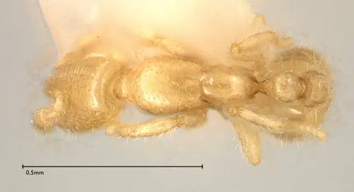 Solenopsis subterranea specimen FOCOL0641-4 image focol0641-4_1