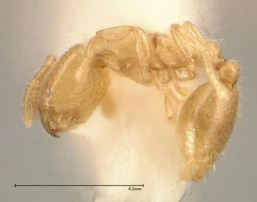 Solenopsis subterranea specimen FOCOL0641-4 image focol0641-4_3