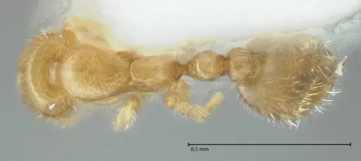 Solenopsis subterranea specimen FOCOL1782-1 image focol1782-1_1