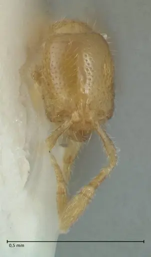 Solenopsis subterranea specimen FOCOL1782-1 image focol1782-1_2