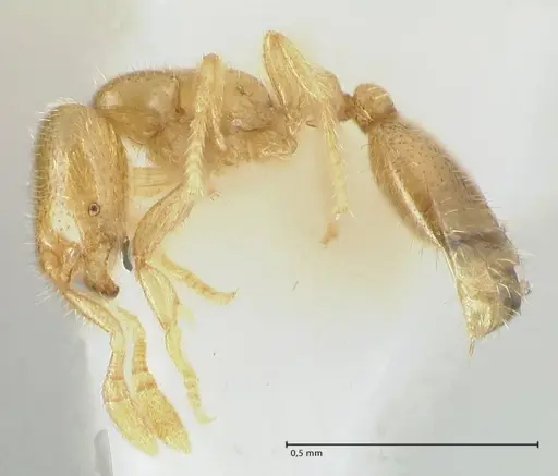 Solenopsis subterranea specimen FOCOL1782-1 image focol1782-1_3