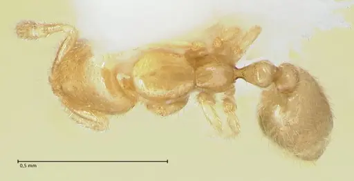 Solenopsis subterranea specimen FOCOL1782-2 image focol1782-2_1
