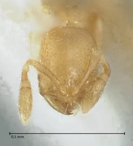 Solenopsis subterranea specimen FOCOL1782-2 image focol1782-2_2