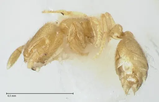 Solenopsis subterranea specimen FOCOL1782-2 image focol1782-2_3