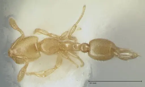 Solenopsis subterranea specimen FOCOL1782-3 image focol1782-3_1