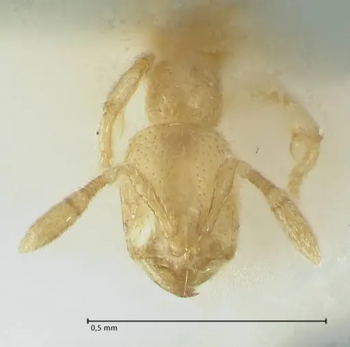Solenopsis subterranea specimen FOCOL1782-3 image focol1782-3_2