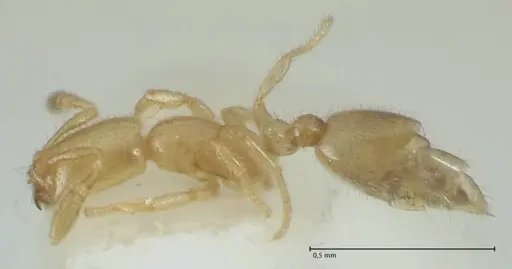 Solenopsis subterranea specimen FOCOL1782-3 image focol1782-3_3