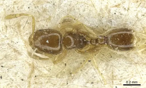 Solenopsis subtilis specimen CASENT0916031 image casent0916031_1