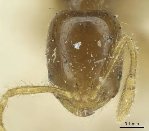 Solenopsis subtilis specimen CASENT0916031 image casent0916031_2