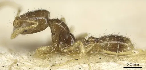 Solenopsis subtilis specimen CASENT0916031 image casent0916031_3