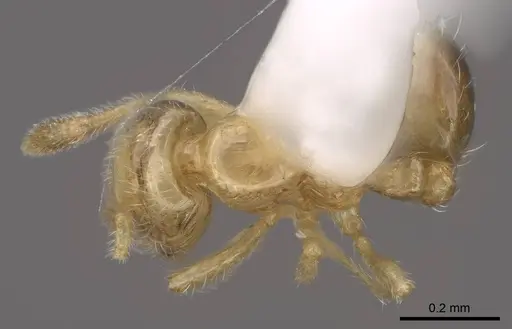 Solenopsis subtilis specimen CASENT0923111 image casent0923111_1