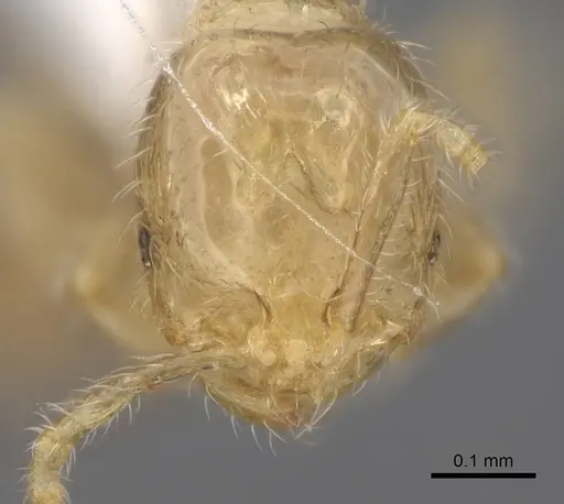 Solenopsis subtilis specimen CASENT0923111 image casent0923111_2