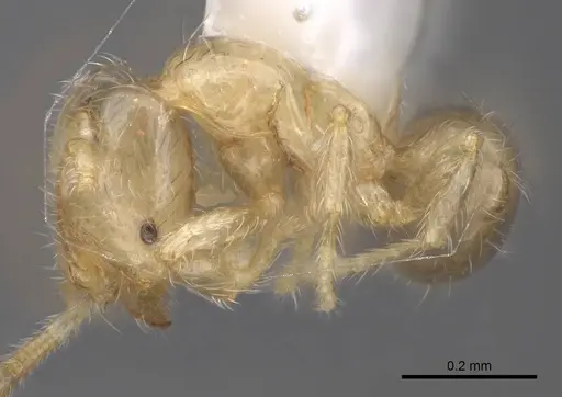Solenopsis subtilis specimen CASENT0923111 image casent0923111_3