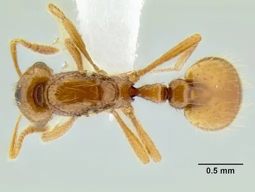 Solenopsis succinea specimen CASENT0106271 image casent0106271_1