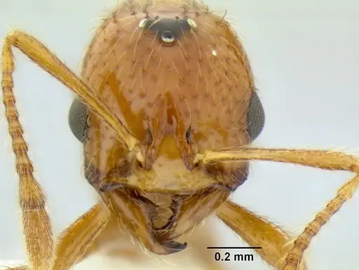 Solenopsis succinea specimen CASENT0106271 image casent0106271_2